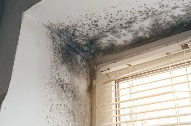 Affordable Mold Cleanup solutions in Lowell, MI