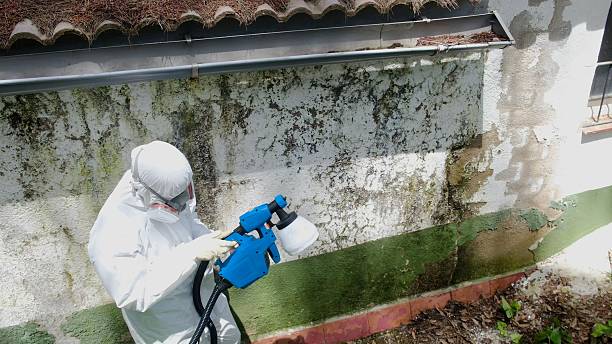 Trusted Commercial Mold Remediation service in Lowell, MI - Cheap Mold Removal